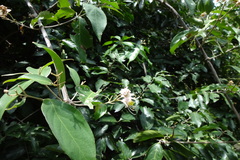 Hiptage benghalensis